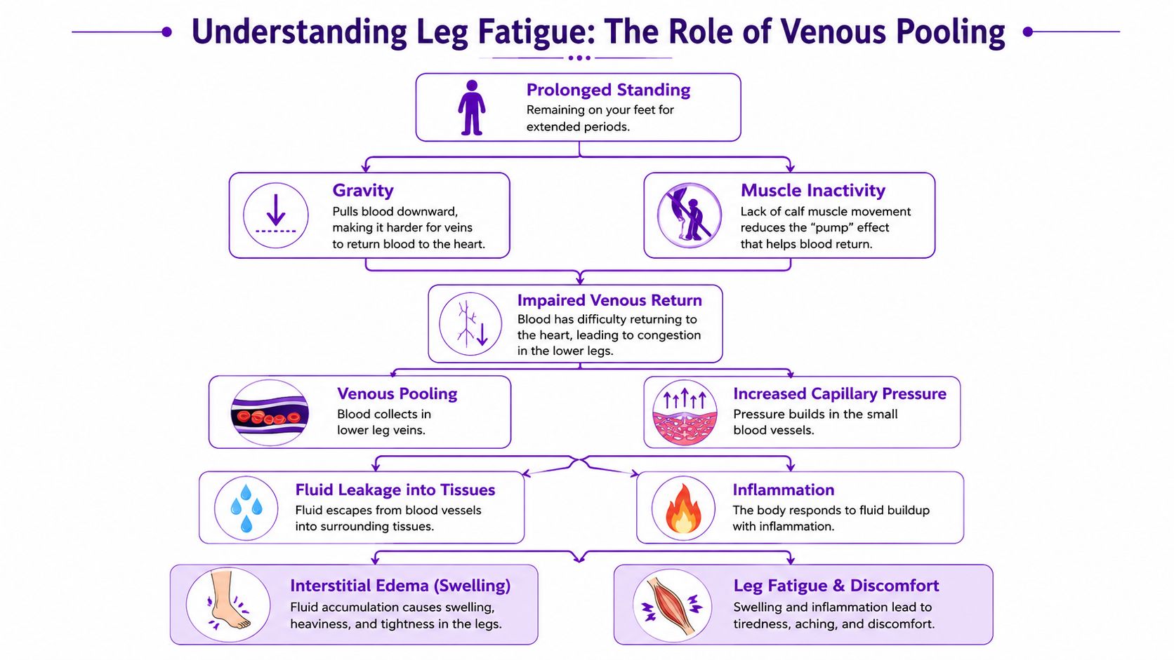 A flowchart explaining how prolonged standing causes leg fatigue through venous pooling and subsequent fluid accumulation.
